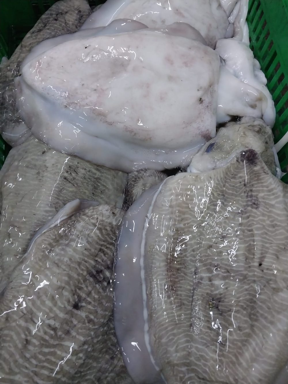 Amiri Seafood operations and product gallery photo 3