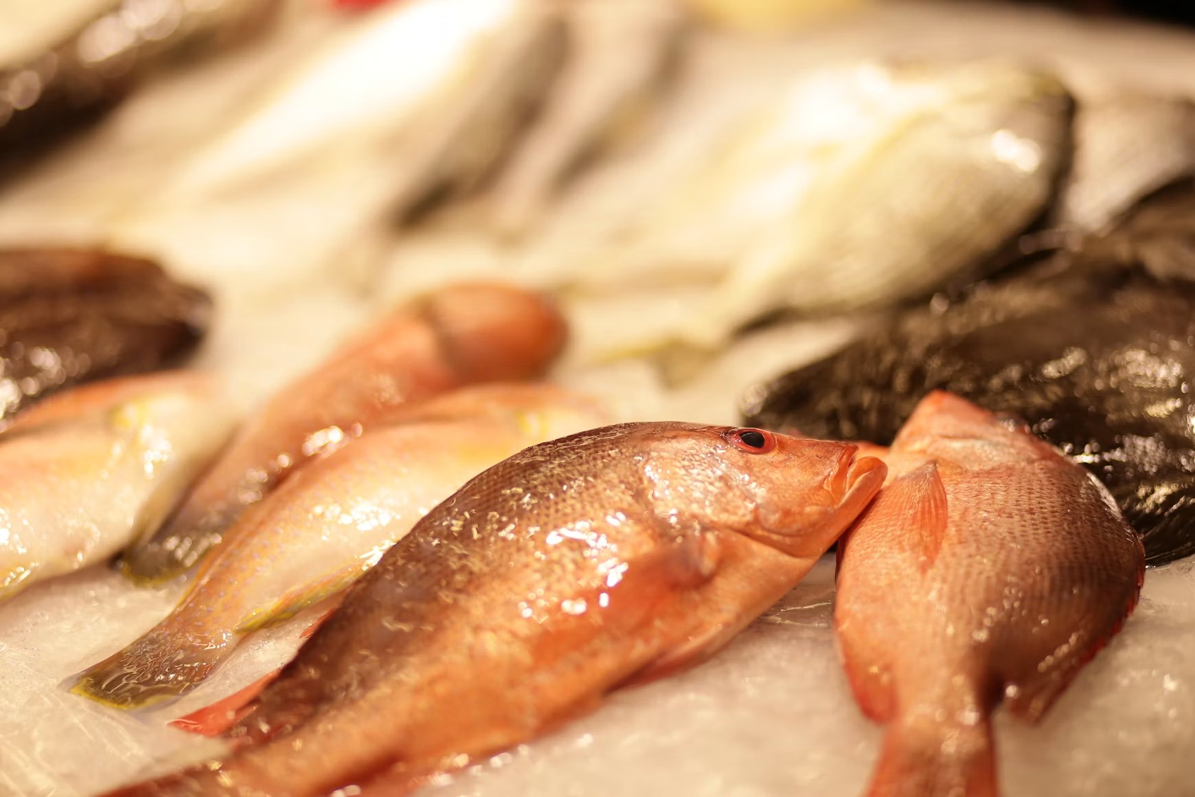 Fresh red snapper on ice at the market