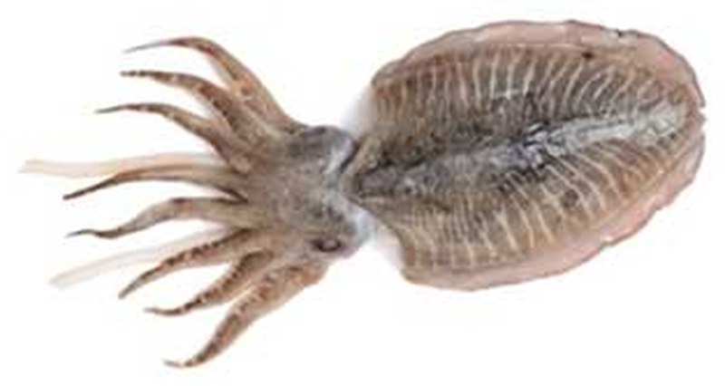 Cuttle Fish - frozen seafood from Amiri Seafood