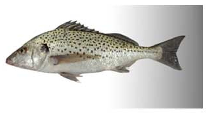 Spotted Grunt - frozen seafood from Amiri Seafood