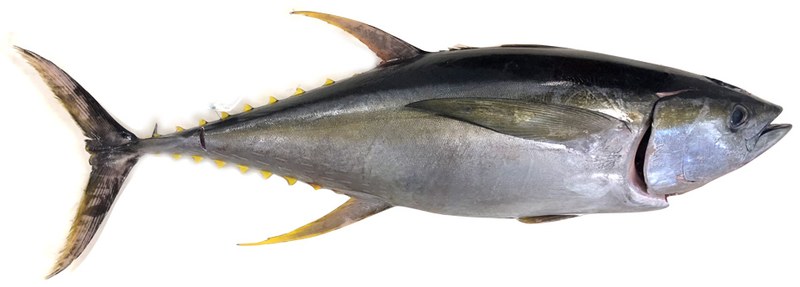 Yellowfin Tuna - Thunnus Albacares